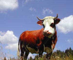 Grande Braderie et Fte de la Montagne les 23 juillet et 13 Aot 2020